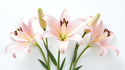 Naklejka premium lilies buds white background gardens floral