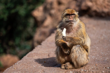 Barbary macaque sitting on a stone ledge in Morocco while eating a piece of food