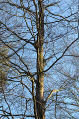 Tree trunk with bare branches and twigs in an european forest against blue sky on a sunny day, natural trees woodland landscape background