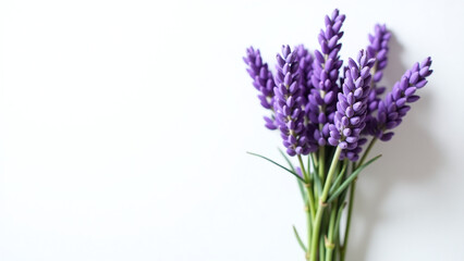 white backgroundting fresh batch lavender flowers results beautiful bunch purple blooms waiting