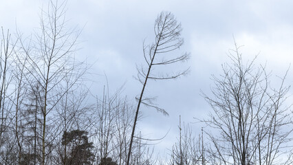 Tree silhouette with bare branches and twigs in a forest against bright sky during winter season, natural abstract trees woodland background
