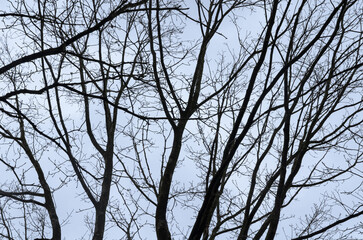 Tree silhouette with bare branches and twigs in a forest against bright sky during winter season, natural abstract trees woodland background