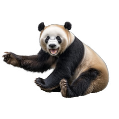 Naklejka premium giant panda bear, cut out object, on Transparent background