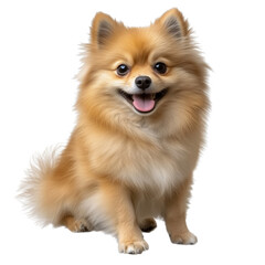 pomeranian spitz, cut out, object, on Transparent background