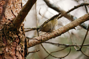 Close-up of Goldcrest bird perching on branch