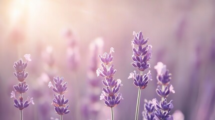 Soft lavender and pale pink sky, delicate and dreamy with smooth transitions