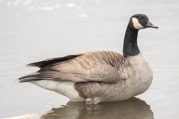 Canada goose in water close up