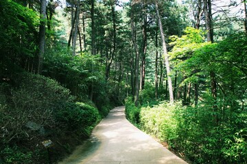 청남대의 여름 풍경, 산책로