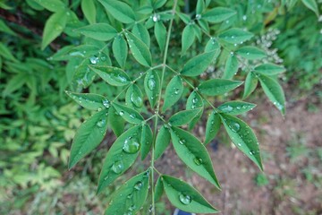 봄 풍경, 녹색잎과 물방울