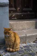 Ginger cat sits outside opposite the old front door to the house