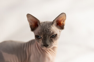 Portrait of sphinx cat on white background