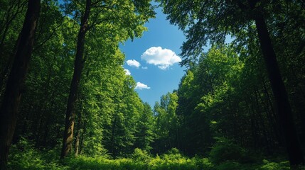Fototapeta premium Lush green forest canopy with a patch of blue sky visible through the trees.