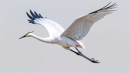 Obraz premium Whooping crane soaring in the bright sky with wide open wings