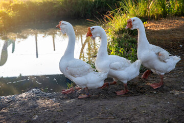 Geese, ducks and group white swans on the nature farm with sunrise in morning.