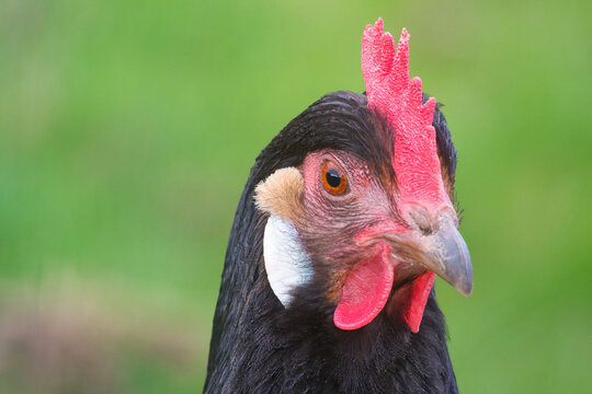 Portrait einer Henne der Rasse Vorwerk