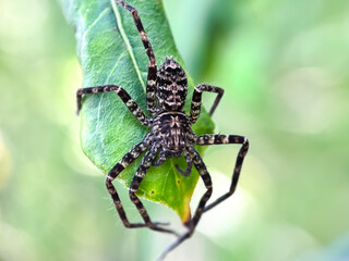 Fishing spider (Dolomedes scriptus), fishing spider in green leaves