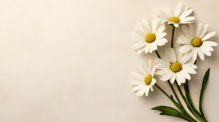 Fototapeta premium Tranquil Daisy Display with Neutral Backdrop for Serene Floral Composition and Elegant Minimalist Design
