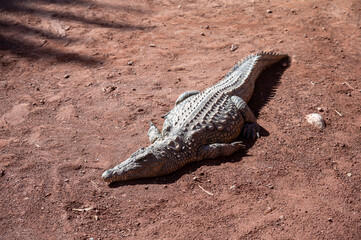 Crocodile basking in the sun at a wildlife park in Morocco