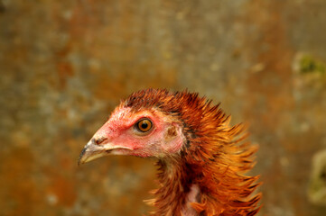 Closeup of a village chicken head selective focus