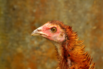 Closeup of a village chicken head selective focus