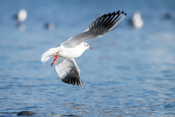 Fliegende Möwe über einer Wasseroberfläche mit ausgebreiteten Flügeln in natürlicher Umgebung