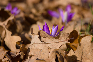 purple crocus flower is covered with the dry leaves close-up
