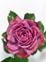 ピンク色のバラ