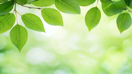 Vibrant Green Leaves on Branch with Soft Sunlight Background