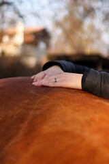 horse massage on farm during sunset. close-up of hands massaging