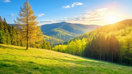 Serene Sunset Landscape: Golden Sunlight Illuminates Green Hills and a Solitary Tree