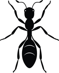 ant vector illustration