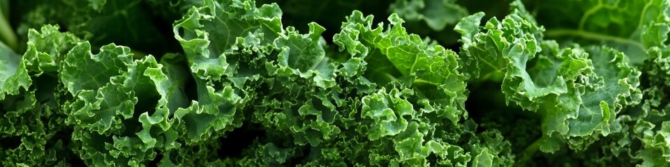 Close Up Of Fresh, Vibrant Green Kale A Nutritious Superfood And Culinary Ingredient
