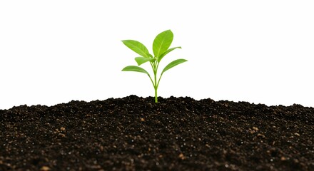 young seedling plant growing from soil isolated on white or transparent png
