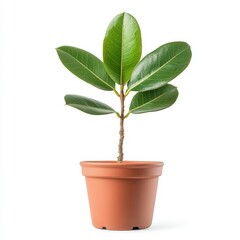 Obraz premium Small Green Potted Plant with Lush Leaves on White Background