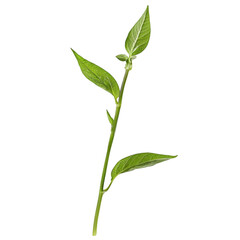 Fresh green snow pea stem isolated on white background nature photography clean environment macro view botanical concept