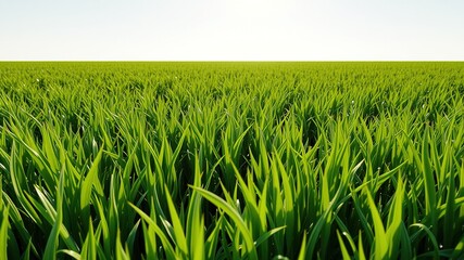 Fototapeta premium Expansive Green Meadow - 3D Scene