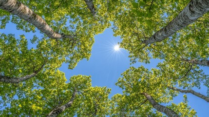 Fototapeta premium Circle of Green Low Angle View of Lush Summer Trees and Sun Shining Through Leaf Canopy