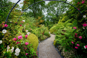 White and pink roses bloom next to a meandering garden path surrounded by different kinds of greener vegetation.