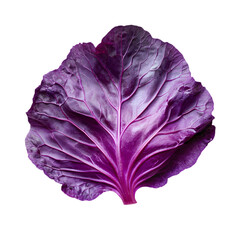 Obraz premium Crisp purple cabbage leaf still life isolated on white background nature photography minimalist style close-up view organic concept