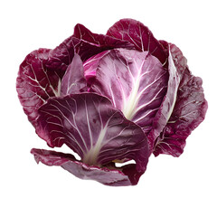 Obraz premium Crisp purple radicchio isolated on white background food photography studio environment close-up view culinary concept