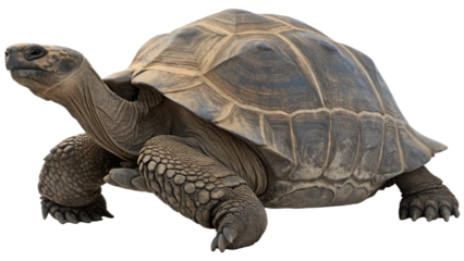 A majestic Aldabra giant tortoise isolated on white. Suitable for marketing or business purposes. PNG file