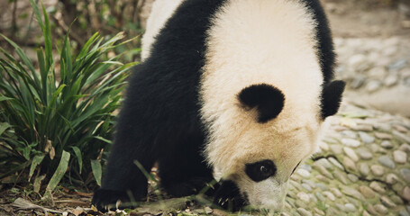 Fototapeta premium Giant Pandas Play. Bear Or Simply, Is Bear Species Endemic To China. Panda Diplomacy. Travel To China. National Symbol Of China, Personifying Sincerity, Friendliness, Tolerance And Kindness