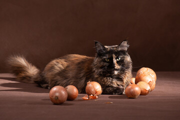 Maine Coon lying among onions on a brown background