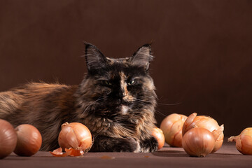 MaineCoon squints among onions on a brown background