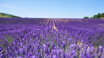 Obraz premium A photo of a lavender field in full bloom. The field is vast and the purple flowers stretch out as far as the eye can see. The sky above is clear and blue
