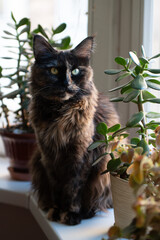 Fluffy Cat Sitting on Windowsill Among Green Plants