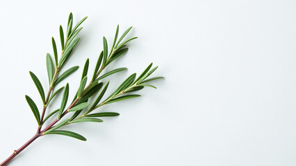 Fototapeta premium soft rosemary branches crisp white background create serene peaceful atmosphere kitchen dining area