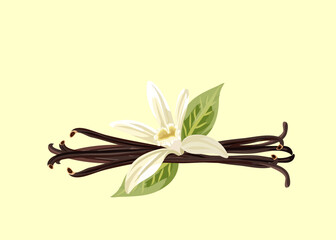 Vanilla flower with pods of vanilla and leaves on light pastel yelow background. Vector illustration. Healthy organic food, culinary herbs, food, natural healthy. 