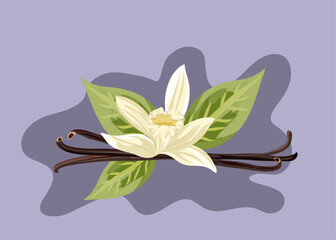 Vanilla flower with pods of vanilla and leaves on light pastel lilla background. Vector illustration. Healthy organic food, culinary herbs, food, natural healthy. 