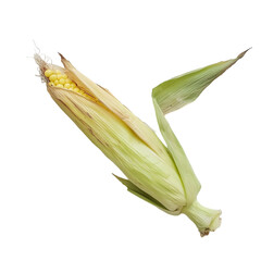 Harvesting fresh corn sweet yellow delicacy isolated on white background for culinary inspiration